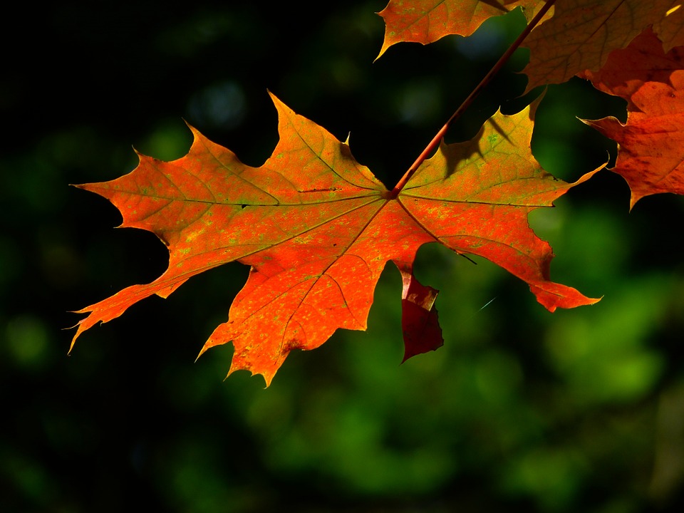 Novembre 2023 - Les feuilles d'automne : De la mort à la vie!